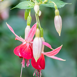 fuchsia celia smedley
